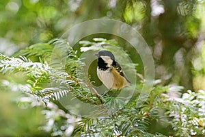 Coal tit, Periparus ater perched on a tree branch