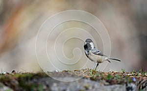 coal tit (Periparus ater) resting on an old stone wall covered in moss