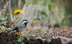 coal tit (Periparus ater) resting on an old stone wall covered in moss