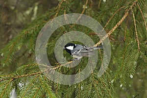 Coal tit (Periparus ater) singing in the forest