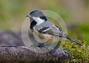 Coal Tit periparus ater sits on fallen old mossy branch near a water pond in the forest