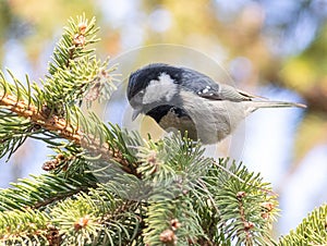Coal tit, Periparus ater. A small bird searches for prey in the spruce branches