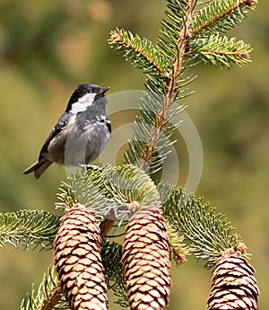 Coal tit, Periparus ater. A small bird sits on a spruce branch near the cones