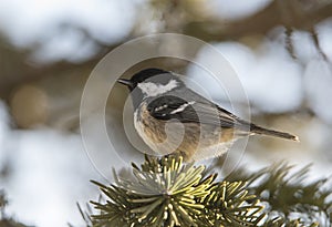Coal tit Periparus ater