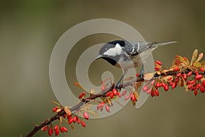 Coal tit in red branch