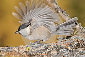 Coal Tit on a rock with open wing