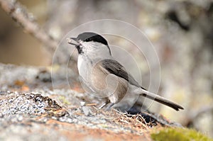 Coal Tit on a rock, side view
