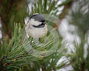 Coal Tit in Scottish Pine Tree