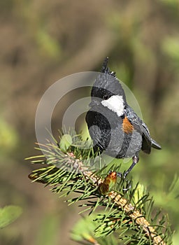 Coal tit photo