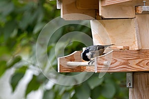 Coal tit, small passerine bird feeding on seed, perching on wood
