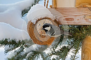 Coal tit, small passerine bird in yellow grey with black white n