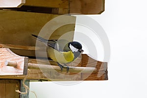 Coal tit, small passerine bird in yellow perching on wooden bird