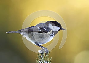 Coal tit on a snowy fir branch