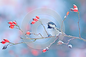 Coal Tit on snowy wild red rose branch. Cold morning in the nature. Songbird in the nature habitat. Wildlife scene from winter for