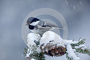 Coal Tit, songbird on snowy spruce tree branch with snow, winter scene. Snow on spruce tree cone. Bird in cold winter. Wildlife sc