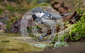 Coal Tit stands near a water surface in the forest