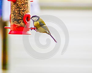 A coal tit on a bird feeder