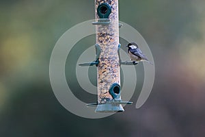 Coal Tit, Zwarte Mees, Periparus ater