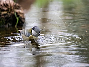 coal tits bathe in the lake