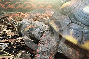 Coal turtle or red-footed turtle Chelonoidis carbonaria - type of land turtles