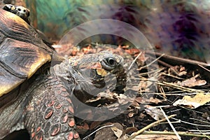 Coal turtle or red-footed turtle Chelonoidis carbonaria - type of land turtles