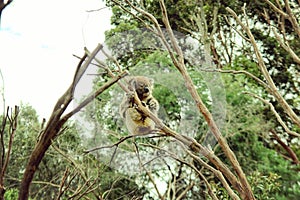 Coala bear sitting on a tree
