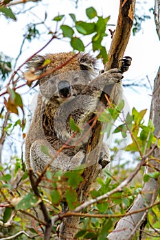 Coala is sitting in the tree