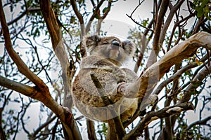 Coala is sitting in the tree