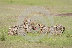Coalition Brothers Cheetahs fighting for a Kill at Masai Mara Game Reserve,Kenya