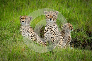 Coalition of cheetah sits in grassy gully