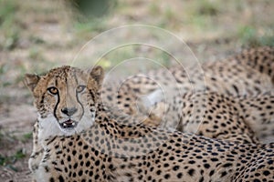 Coalition of Cheetahs laying in the sand