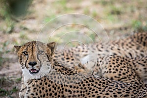 Coalition of Cheetahs laying in the sand