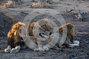 A coalition of male lions lying together