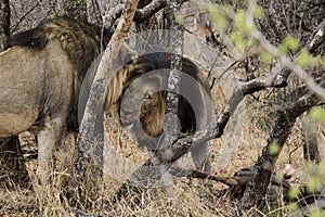 Coalition Two Males Lions head-butting.