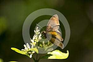 Coalpipes Coenonympha glycerion