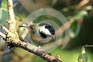 Coaltit.