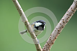 Coaltit