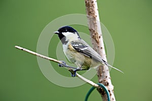 Coaltit