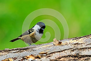 Coaltit