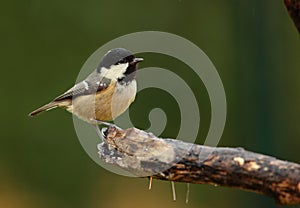 A coaltit bird .