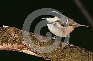 Coaltit bird.