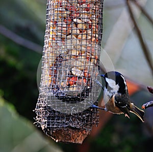 Coaltit feeding.