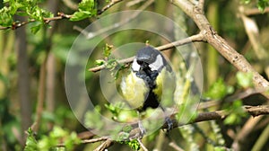 Coaltit in the trees