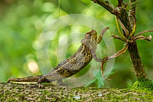 Coarse Chameleon - Trioceros rudis