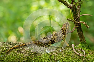 Coarse Chameleon - Trioceros rudis