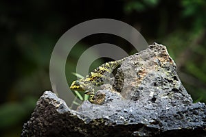 coarse chameleon, trioceros rudis, rudis chameleon, ruwenzori side striped chameleon