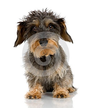 Coarse haired Dachshund photo