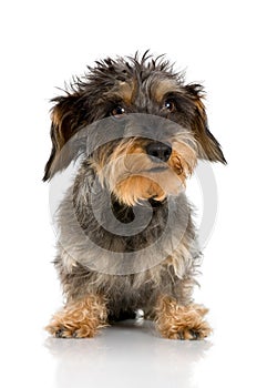 Coarse haired Dachshund