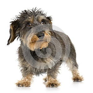 Coarse haired Dachshund photo