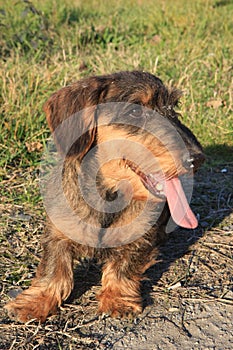 Coarse haired dachshund